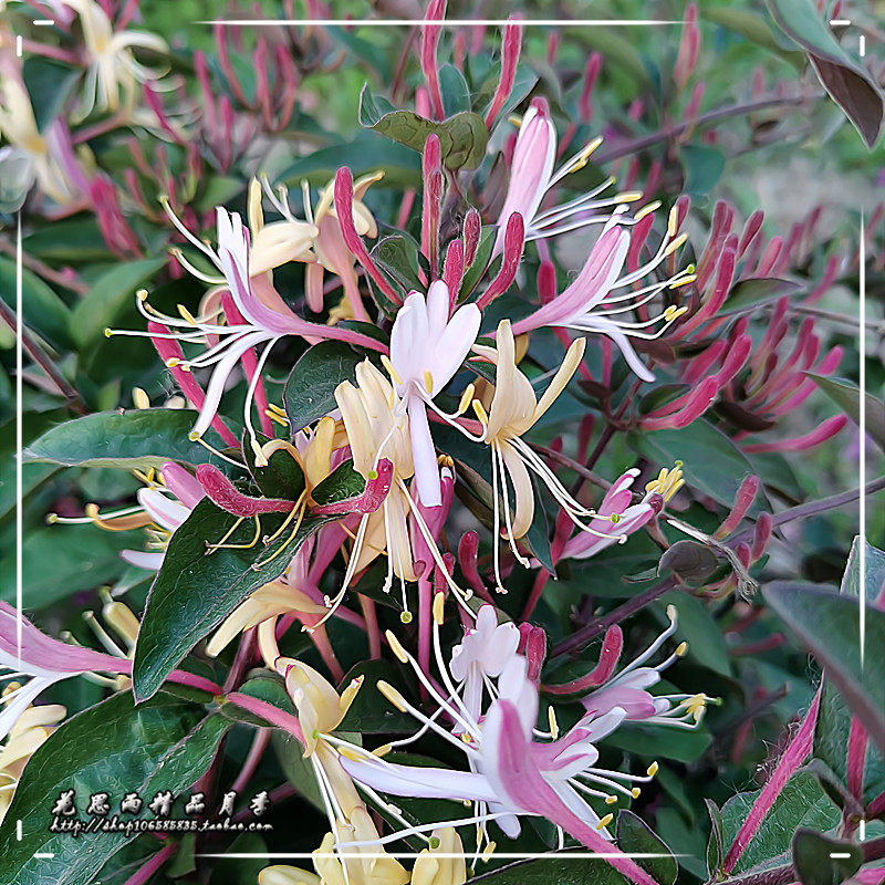 花思雨【五彩金银花】东北耐寒大型藤本四季开花抗病庭院绿植盆栽