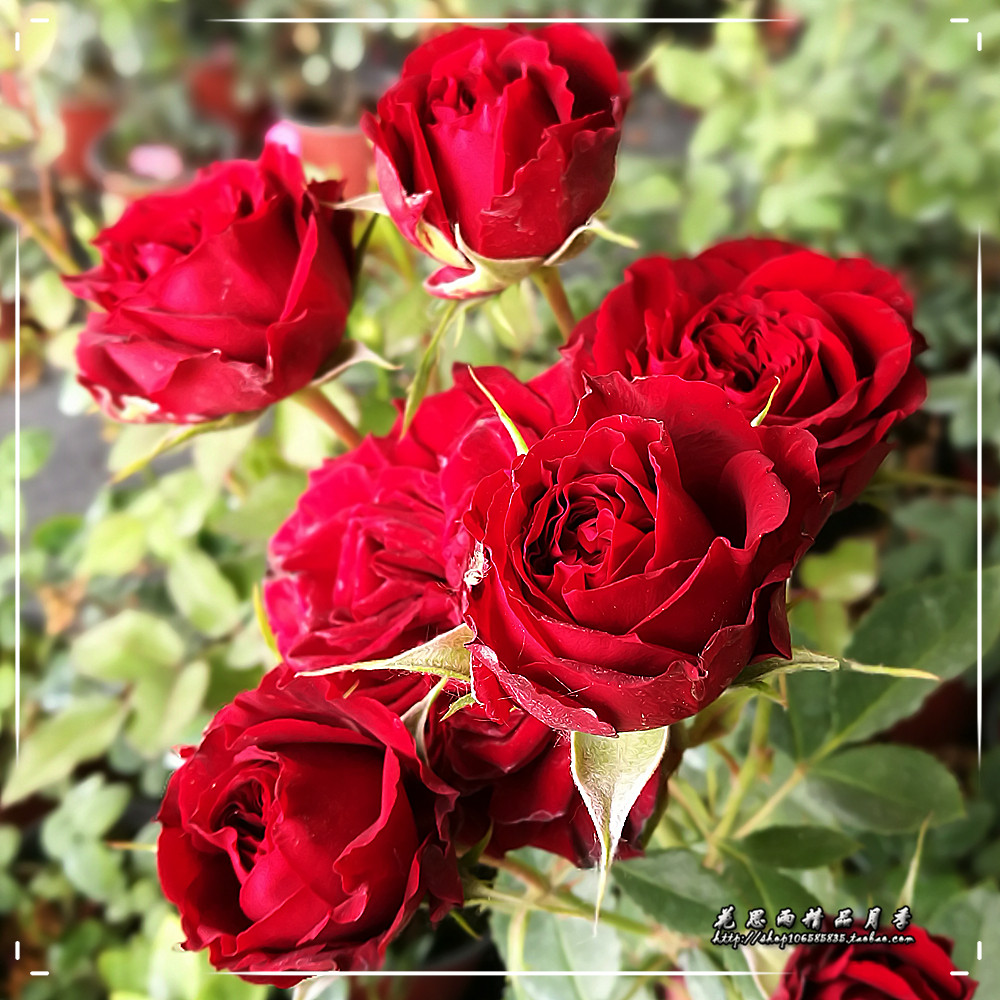 花思雨[红色梅拉]新品多头切花月季四季耐热耐开勤花抗病绿植盆栽