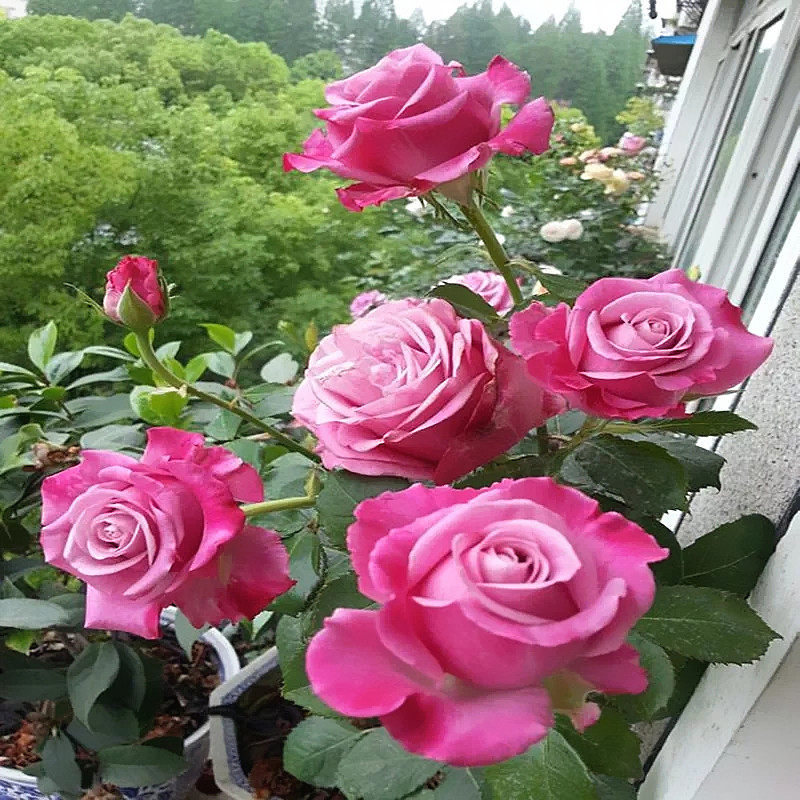 花思雨【魅影】新品无刺切花月季大花四季耐开耐热直立庭院盆栽