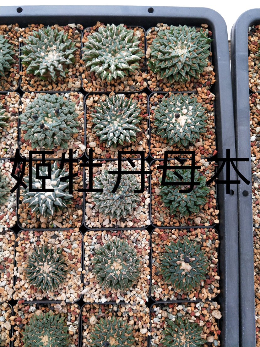 姬牡丹黑牡丹实生仙人球籽播小苗种子 花牡丹勃氏哥斯拉辛顿龙角