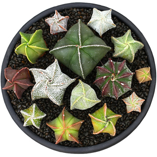 鸾凤玉星兜银沙琉璃三角四角五角六角七角八角实生配套组合仙人球