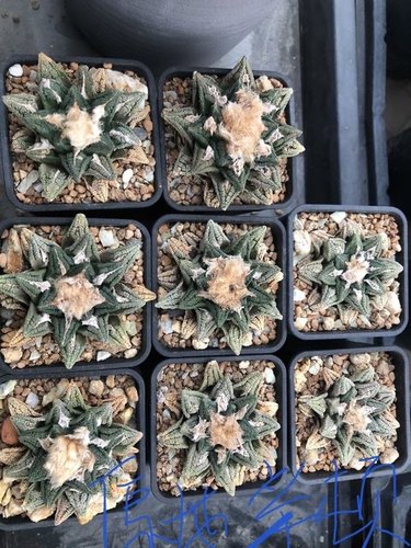 辛顿牡丹黑牡丹实生仙人球籽播小苗种子姬牡丹勃氏哥斯拉龙牙龙角