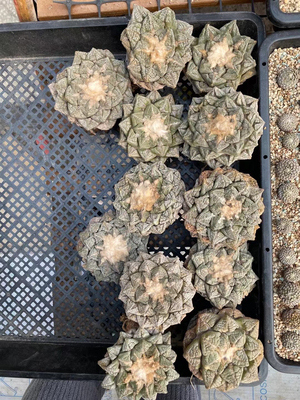 龟甲牡丹黑牡丹哥斯拉连山龙角实生草球仙人球苗种子播种一物一拍