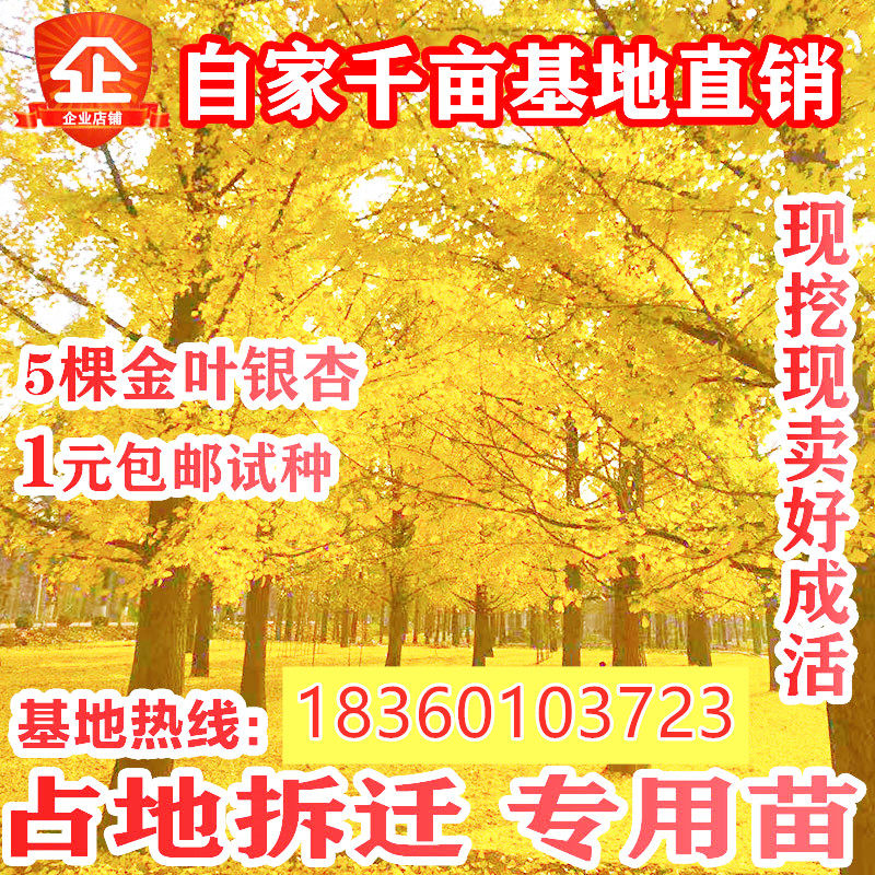 占地拆迁银杏树苗白果苗银杏小苗庭院植物行道绿化苗木银杏苗