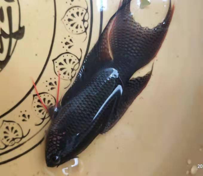 越黑大三淡水打氧喂食斗鱼