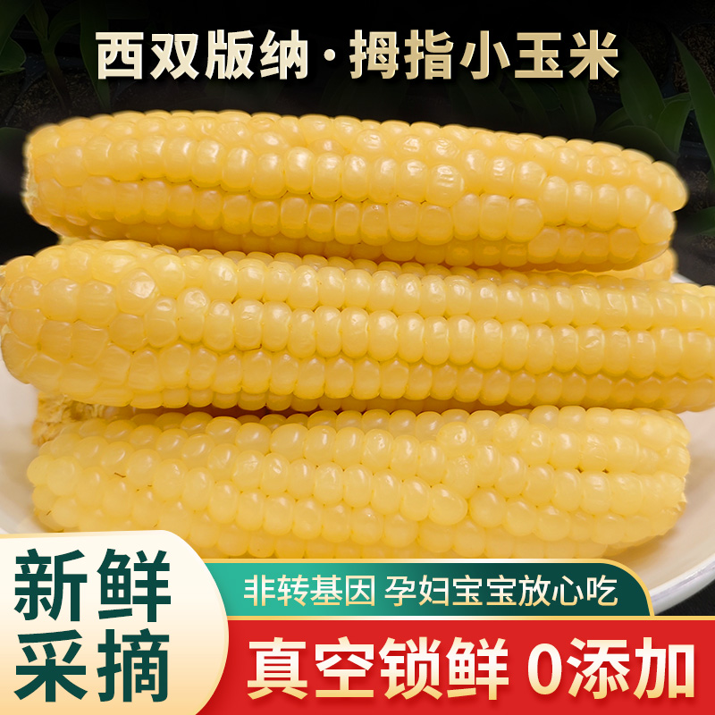 版纳傣甜西双版纳农场现摘小玉米