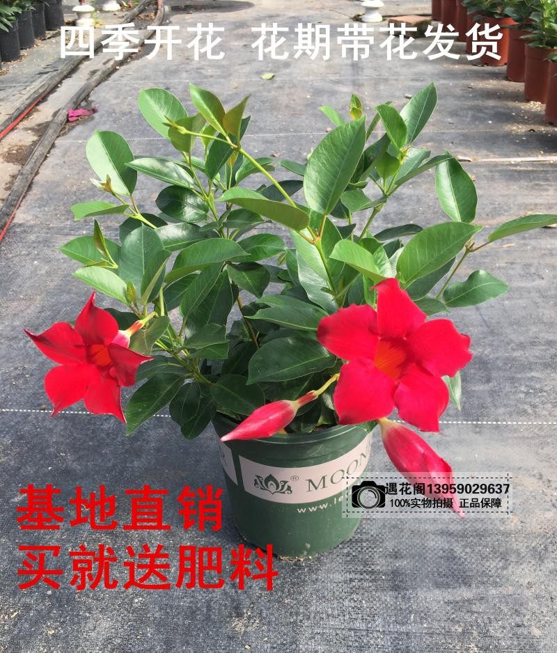 飘香藤双喜藤攀爬庭院阳台带花苞四季藤文腾盆栽草本藤本花卉植物