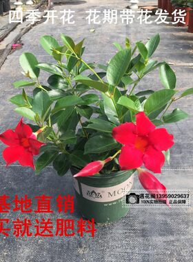 双喜藤攀爬庭院四季草本花卉植物