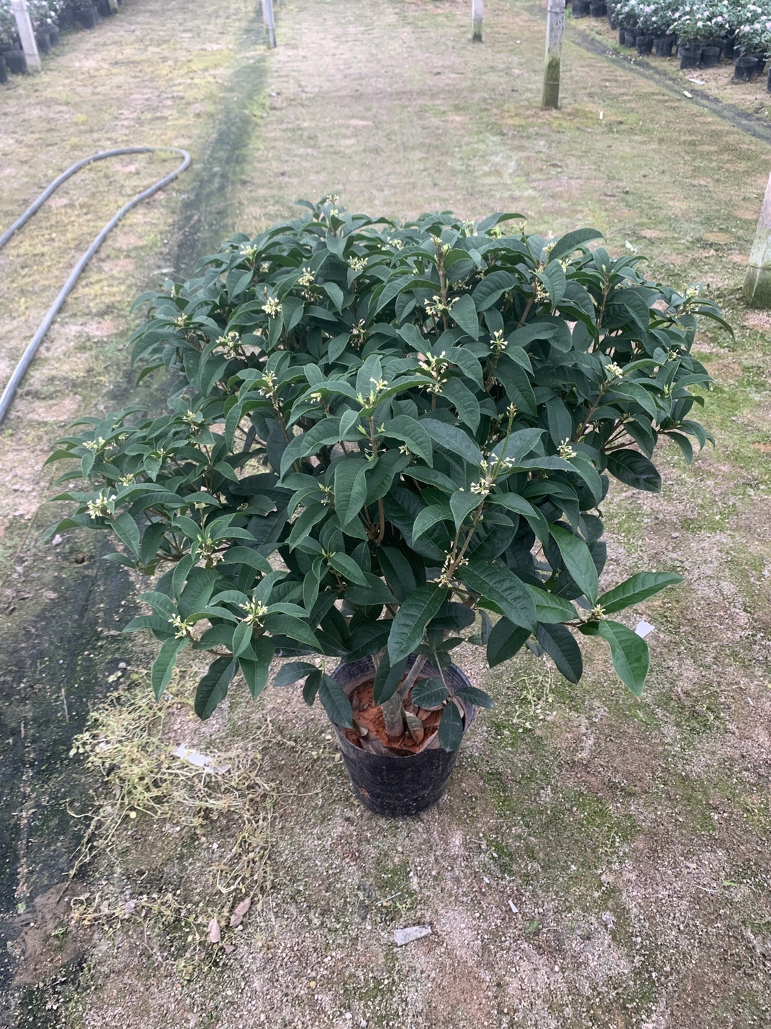 桂花树苗盆栽地栽原生开花四季植物矮株室内室外好养的花卉浓香型