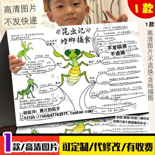昆虫记螳螂捕食思维导图手抄报螳螂介绍电子小报模版线稿涂色