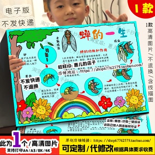 蝉的一生手抄报知了猴动物昆虫名片观察自然笔记电子版小报线稿