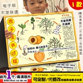 杏子生长过程手抄报植物成长记录长观察日记自然笔记电子小报线稿