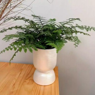 波士顿恋情 温州绿植速递波士顿叶吉姆蕨土培盆栽加陶瓷花盆