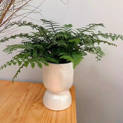 波士顿恋情 温州绿植速递波士顿叶吉姆蕨土培盆栽加陶瓷花盆