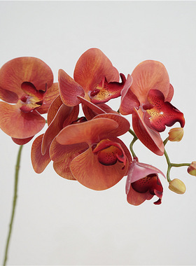 仿真 年宵花橙色蝴蝶兰 高仿保湿手感 假花 客厅 玄关 酒店造景