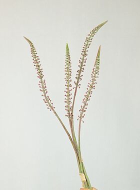 仿真植物果蔬孔雀草 喷泉草 蒜苔仿真花绿植家居装饰摆件花艺插花