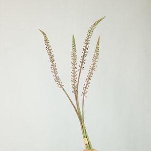 仿真植物果蔬孔雀草 喷泉草 蒜苔仿真花绿植家居装饰摆件花艺插花