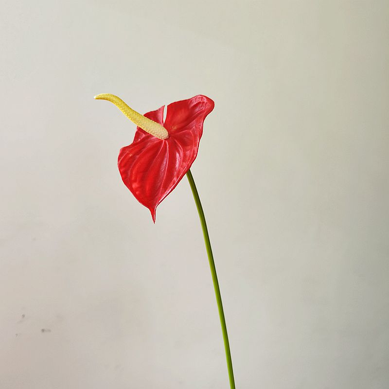 INS高品质网红仿真红掌白掌绿掌小火鹤手感软装插花婚庆摄影道具