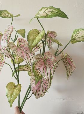 新款仿真花植物3D手感粉绿色海芋叶家居餐桌装饰插花盆栽假花配材