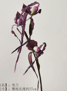 靓插花景观中国兰花枝紫娟花1