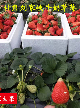 甘肃刘家峡红颜牛奶奶油巧克力甜草莓新鲜当季孕妇水果现摘现发
