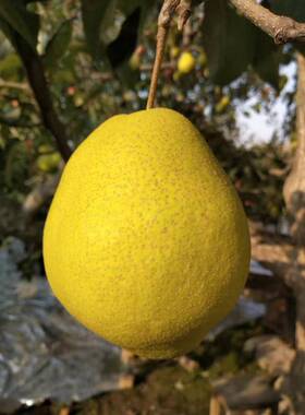 甘肃热冬果大果子冬天吃的梨新鲜水果农家现摘现发3斤包邮