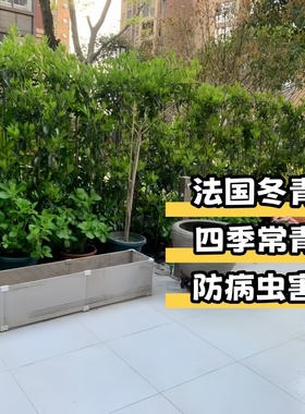 冬青树苗法国抗寒直立篱笆墙四季常青植物耐寒庭院围墙绿篱工程苗