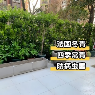 冬青树苗法国抗寒直立篱笆墙四季常青植物耐寒庭院围墙绿篱工程苗