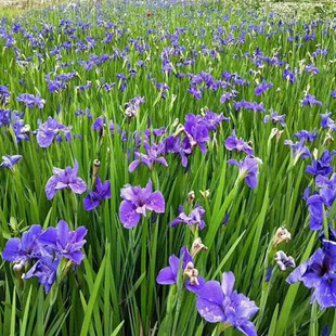 西伯利亚鸢尾常绿水生鸢尾花苗湿地公园绿化造景耐寒庭院花卉植物