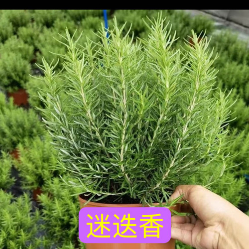 薄荷可食用迷迭香盆栽香草植物