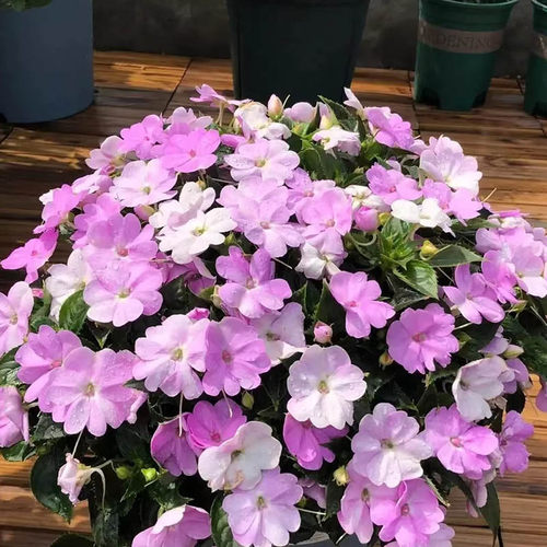 凤仙花盆栽多年生耐热喜水