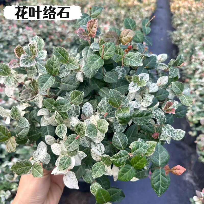花叶络石常绿好养观叶垂吊植物阳台室内盆栽苗耐热阴藤蔓彩叶络石,鲜花速递/花卉仿真/绿植园艺,藤本/攀援植物,淘宝优惠券,粉丝福利购,淘宝优惠卷