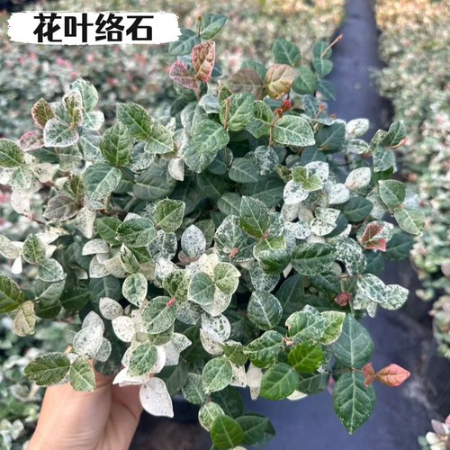 花叶络石盆栽花苗彩叶络石藤蔓
