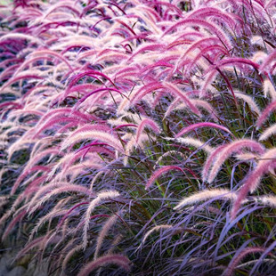 多年生花卉紫花狼尾草紫叶观赏草花苗盆栽别墅花园庭院花镜境植物