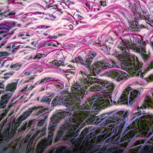 紫花狼尾草紫叶观赏草花苗盆栽