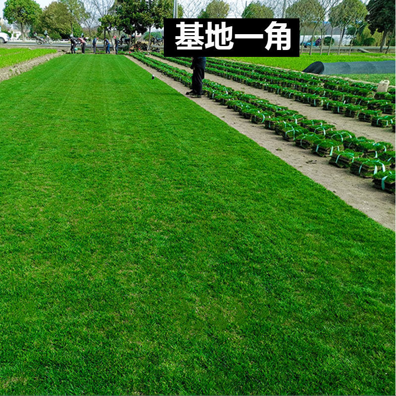 草坪草皮带泥土真草耐寒台湾2号混播麦冬草庭院别墅花园绿化草坪