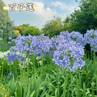 百子莲多年生易繁殖根茎花卉植物基地直销庭院耐热耐晒花卉盆栽