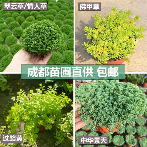 成都基地直发地被植物耐寒耐热