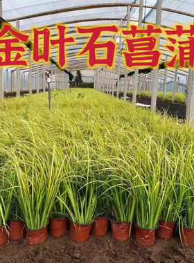 地被花镜植物金叶石菖蒲盆栽植物金叶苔草盆栽湿地水栽多年生好养