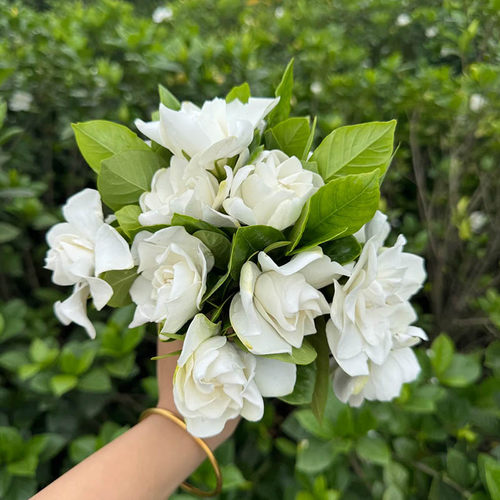 栀子花盆栽树苗开花浓香花卉植物