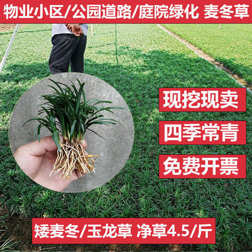 成都基地直发麦冬吉祥草常青地被
