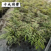 十大功劳盆栽狭叶安平木本多年耐寒耐阴观叶常绿盆景植物花园庭院