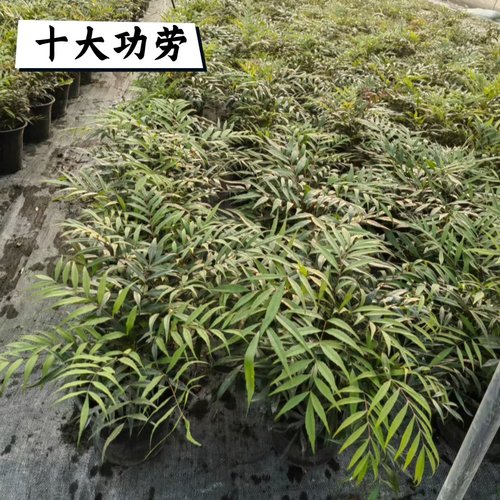 十大功劳狭叶耐寒耐阴常绿盆栽