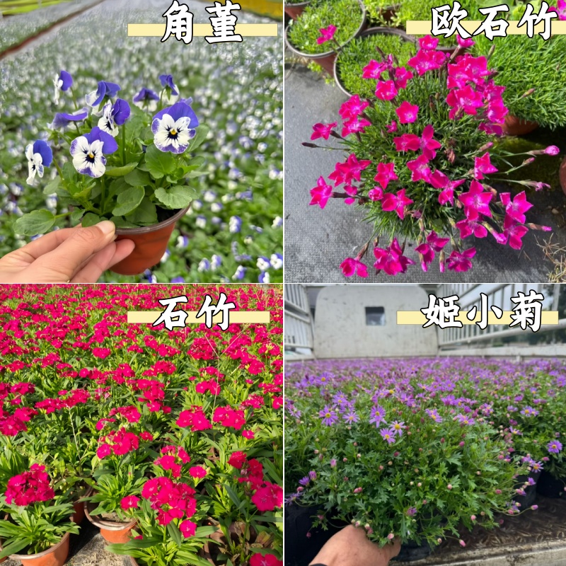 角堇/三色堇石竹欧石竹姬小菊