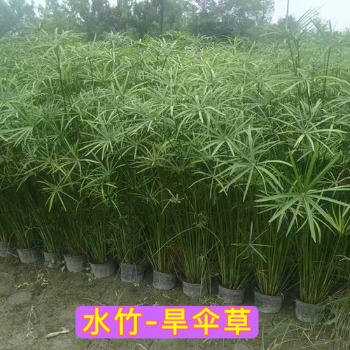 水培植物水竹风车草净化水质