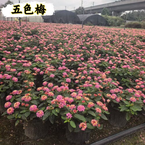 五色梅盆栽耐冻耐热好养