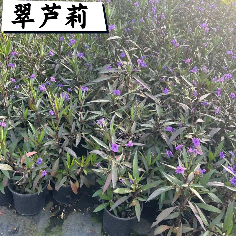 翠芦莉多年生芦莉草耐旱耐热室外庭院花卉蓝花草紫花翠芦莉小苗