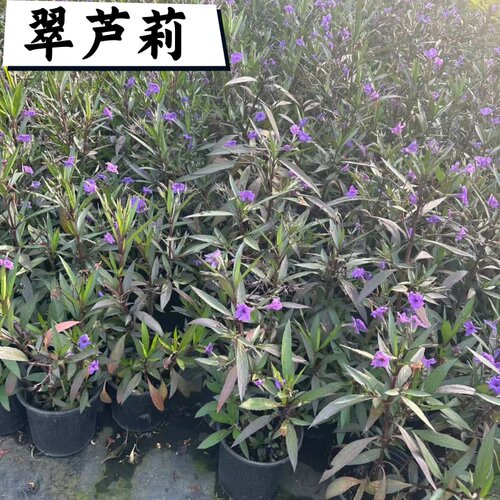 翠芦莉多年生芦莉草耐旱耐热