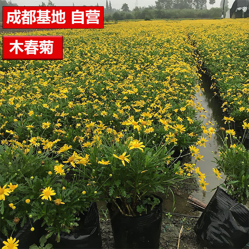 四季开花盆栽黄金菊茼蒿菊木春菊小苗好养金黄色小花野生花卉工程-封面