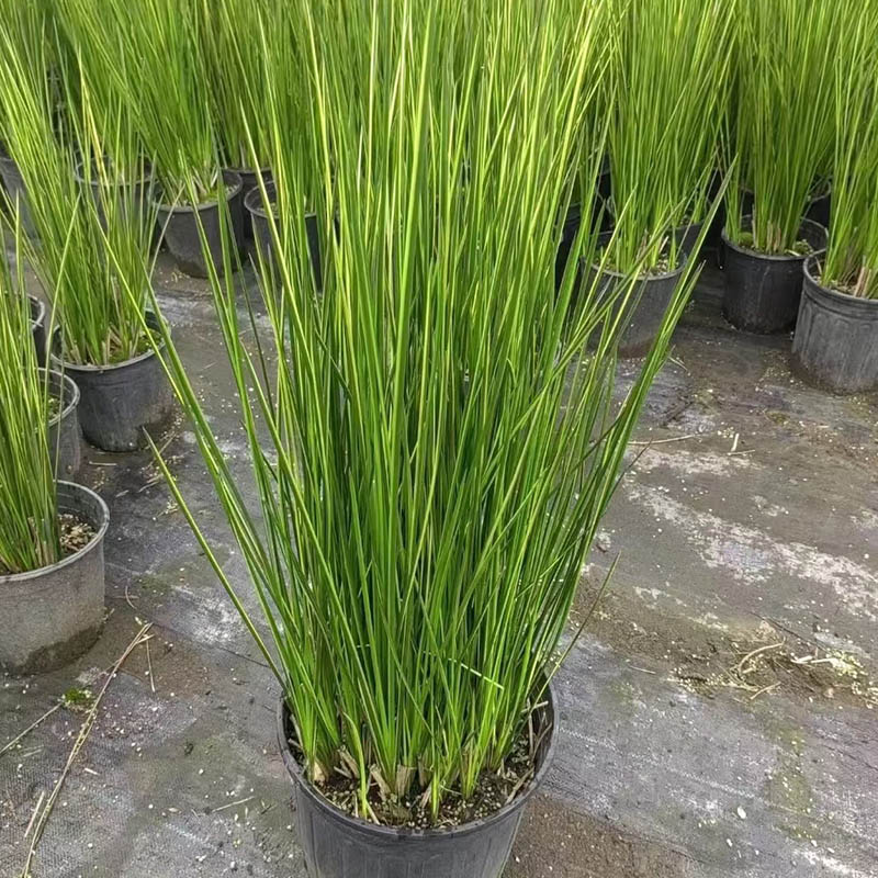 赤剑莎花境组合观赏植物